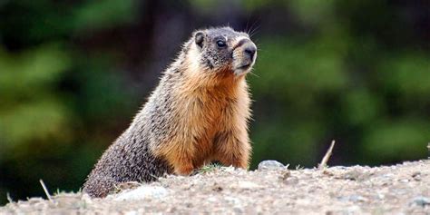 Richiamo della Marmotta .